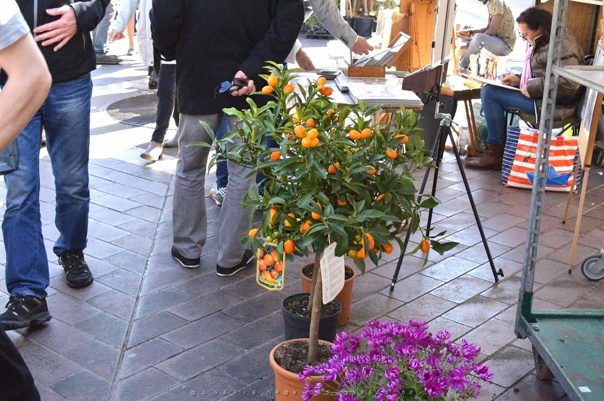 095- Vieux Nice .JPG